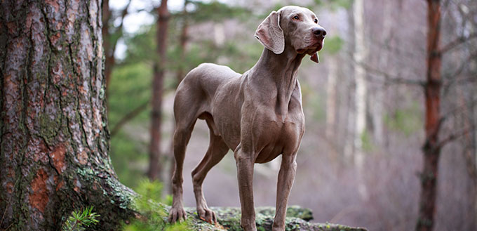 Dog and dry tree