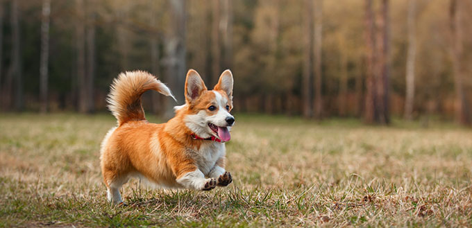 Dog breed Welsh Corgi Pembroke