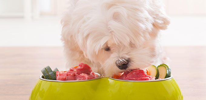 Dog eating natural food from a bowl