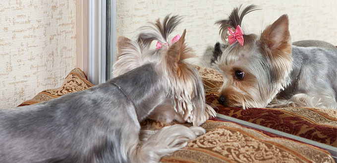 Dog looking at his reflection in the mirror