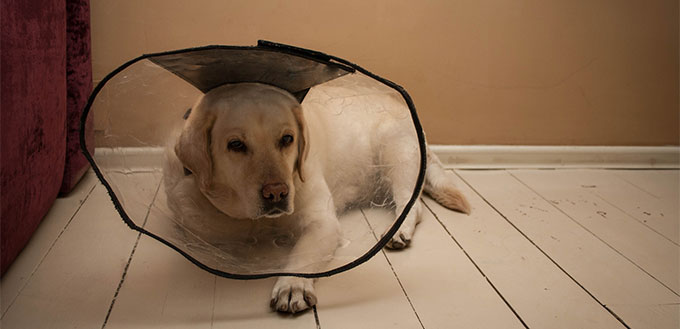 Dog with a protective collar