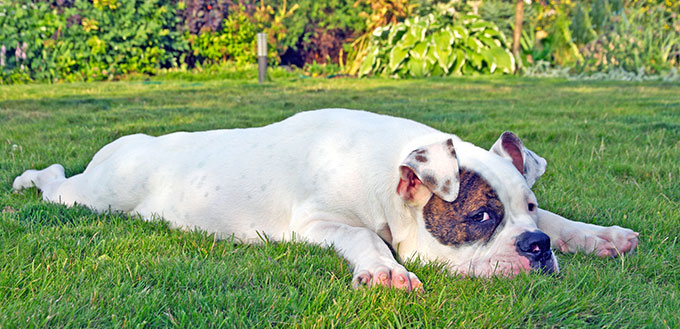 Dog relaxing on the grass