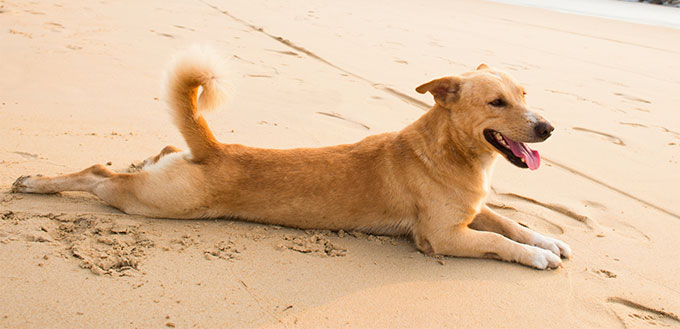 Dog splooting