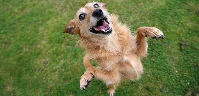 Dog standing upright