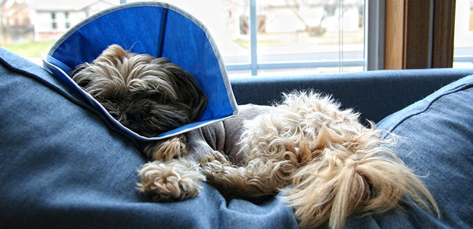 Dog with a cone on its head lying