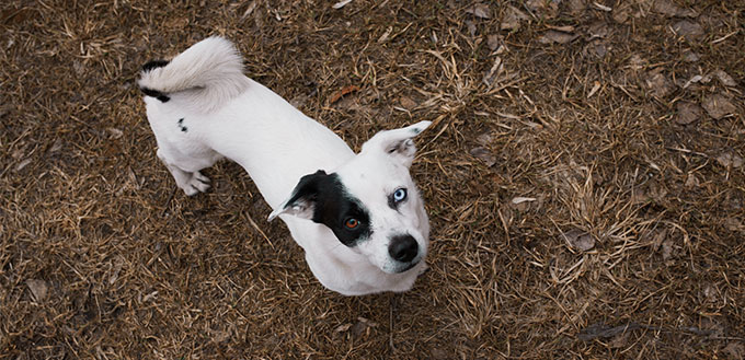 Dog with different eyes