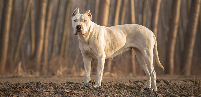 Dogo Argentino