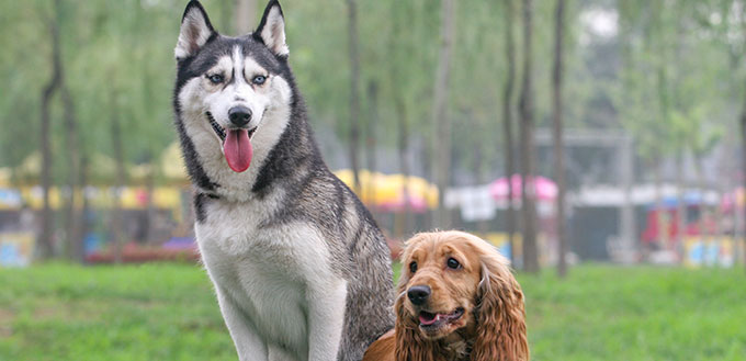 English Cocker Spaniel ang Siberian husky portrait in outdoors