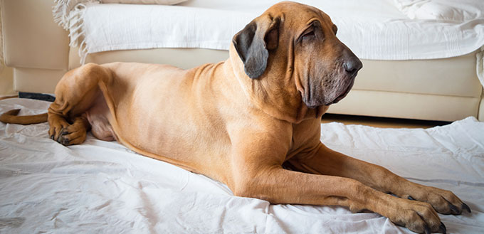 Fila Brasileiro