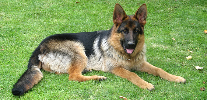 German Shepherd