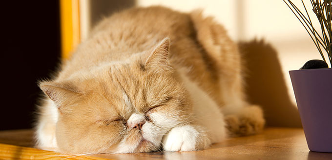 Ginger cat sleeping