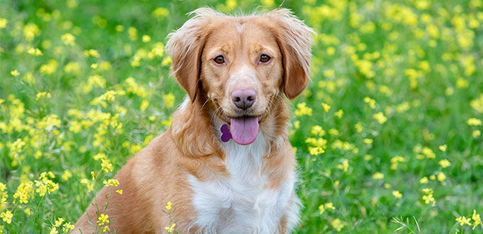 Golden Retriever Border Collie Mix