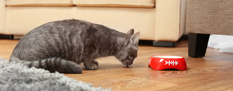 Gray cat eating food