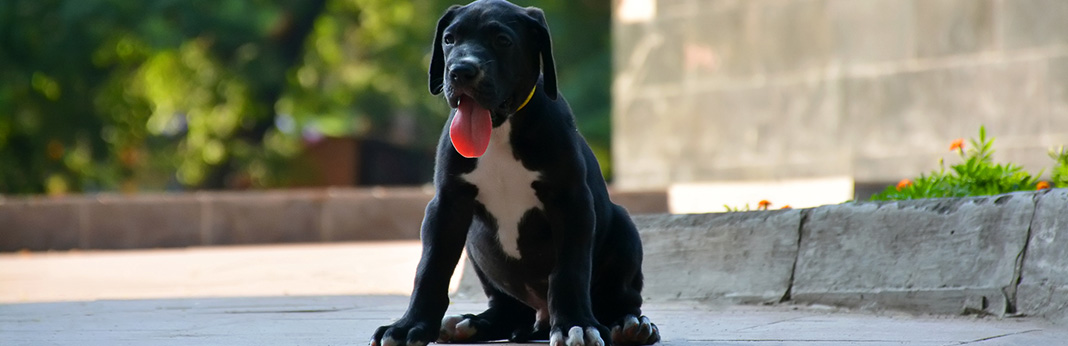 Great-Dane-Puppies-for-Sale