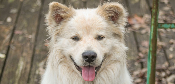 Great Pyrenees mix dog close-up