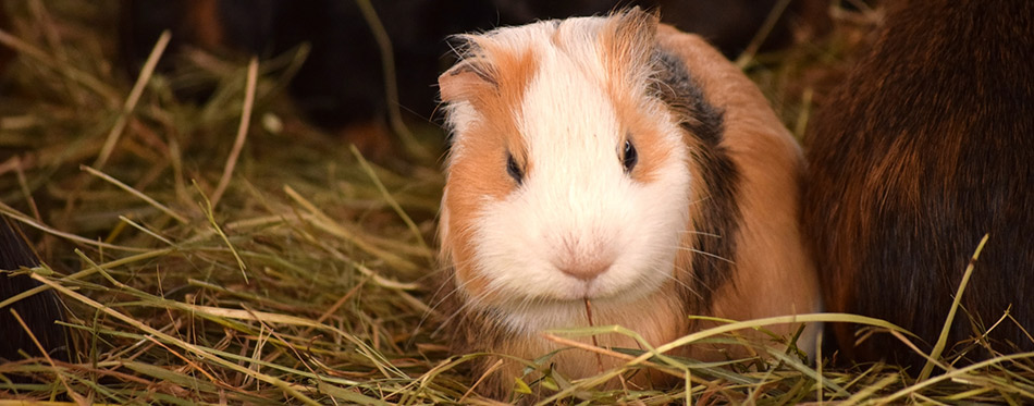 Guinea pig with hay