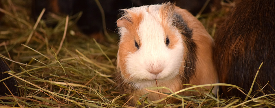 dust free guinea pig bedding