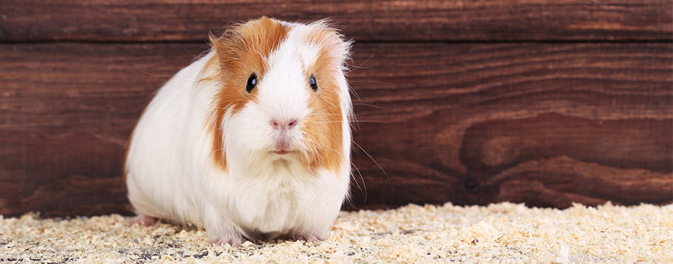 Guinea pig with sawdust