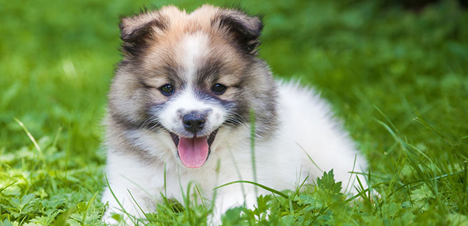A small, fluffy, brown and white puppy lies down in the grass with her tongue out.