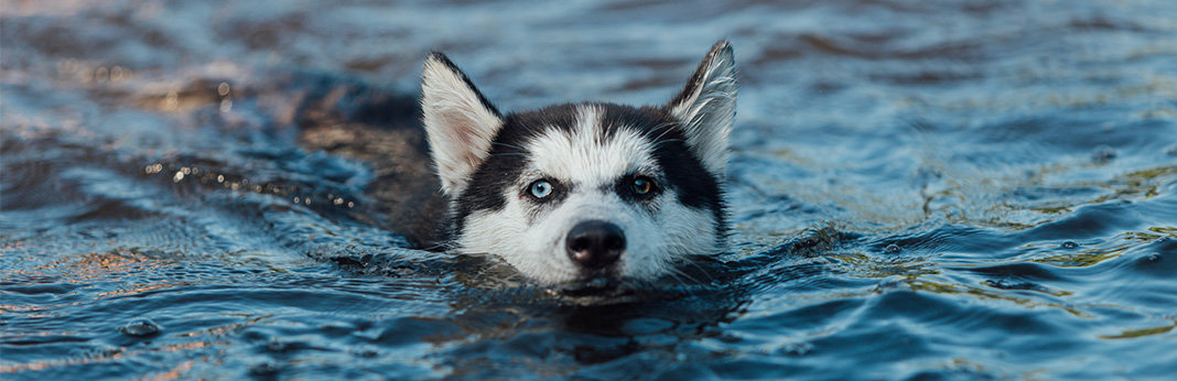 puppy with different colored eyes