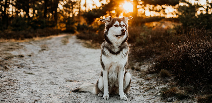 Husky Golden retriever mix (Goberian)