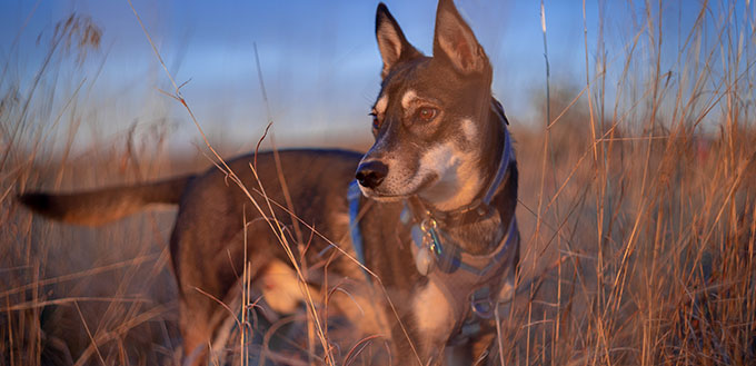 Husky Mix Dog in a Field During Sunset