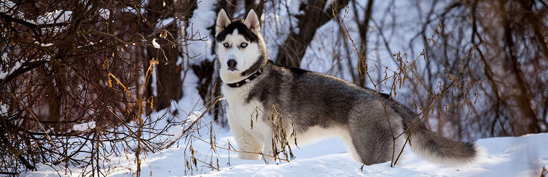 Husky Mixes - 4 Strikingly Beautiful Husky Mixed Breeds