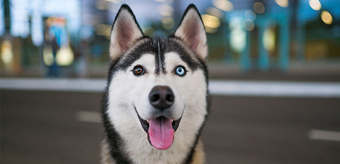 Husky dog with heterochromia