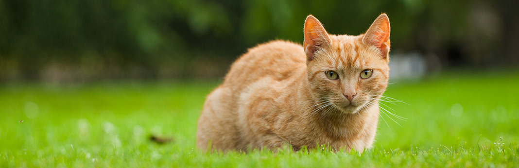 Hyperthyroidism in Cats (Overactive Thyroid) - Symptoms and Treatment