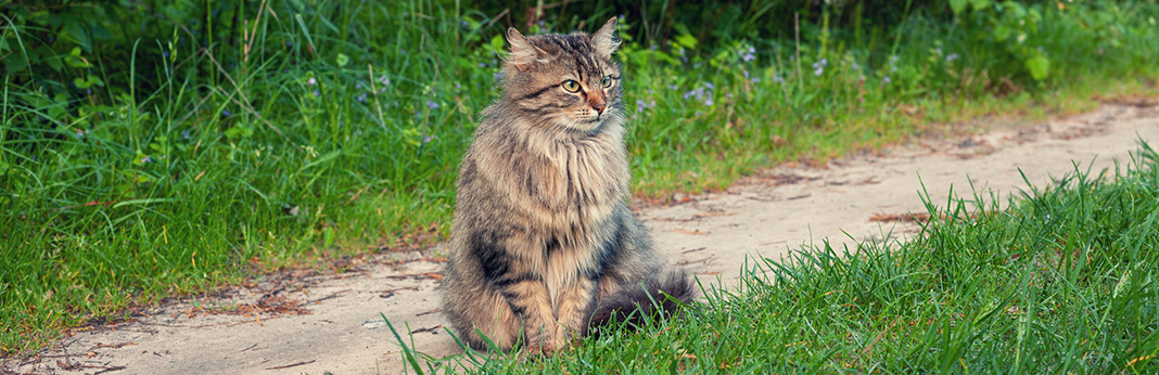 IBD in Cats: Symptoms and Treatment of Feline IBS