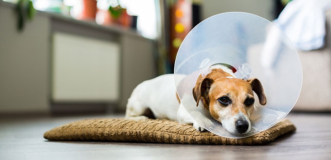 Jack Russell dog with vet Elizabethan collar