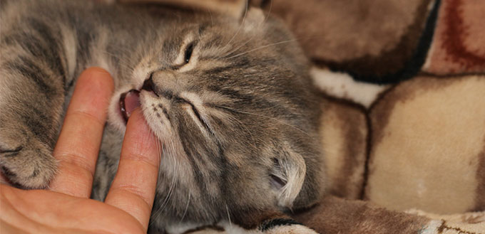Kitten biting a hand