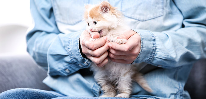 Kitten biting owners hands