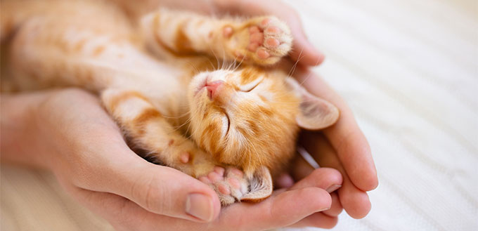 Kitten sleeping in a woman's hands