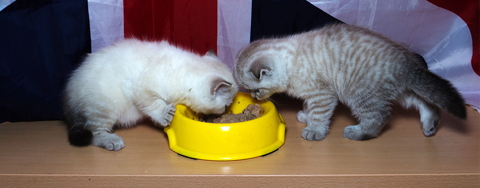 Kittens eating food from a yellow bowl