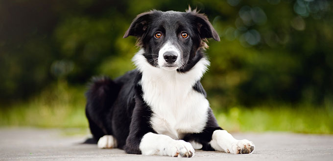 Labrador-Border Collie Mix