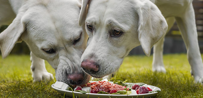 Labrador retriever dogs eating food from a plate
