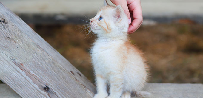 Little girl holding a lost kitten on blurred background outdoors
