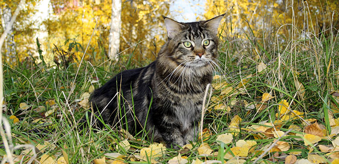 Maine Coon