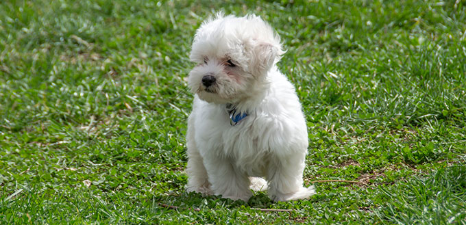 Maltese