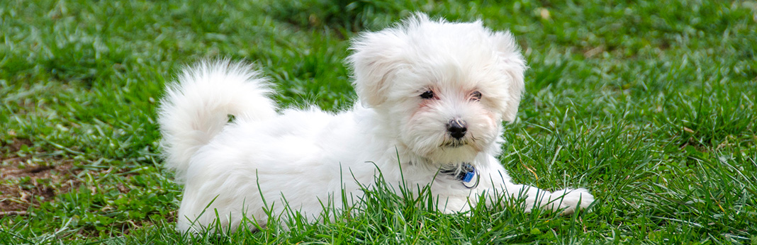 maltese puppies information