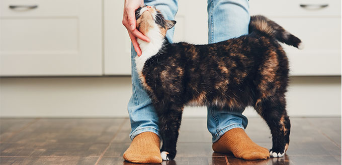 Man cuddling a cat