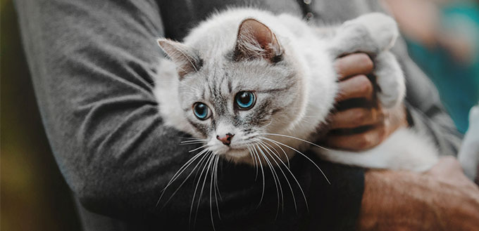 Man holding a cat