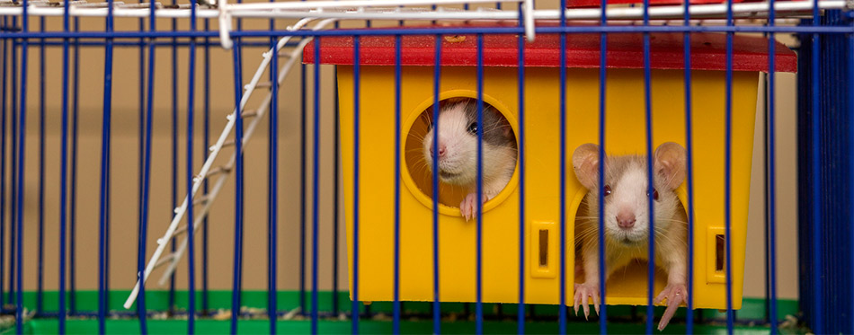 Mice in the cage