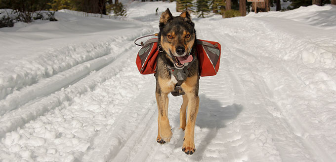 Mixed breed Rotweiller Husky rescue with dog backpack plays outside in snow