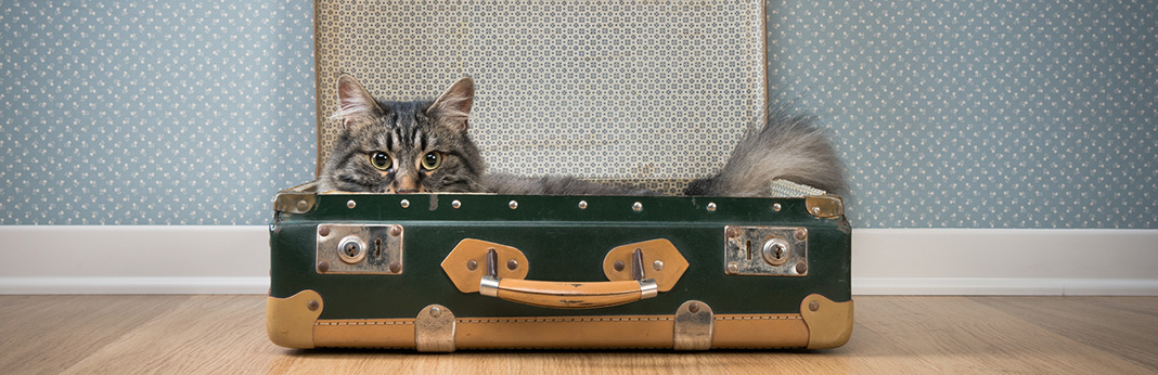 Moving With Cats: Helping Your Cat Adjust to a New Home