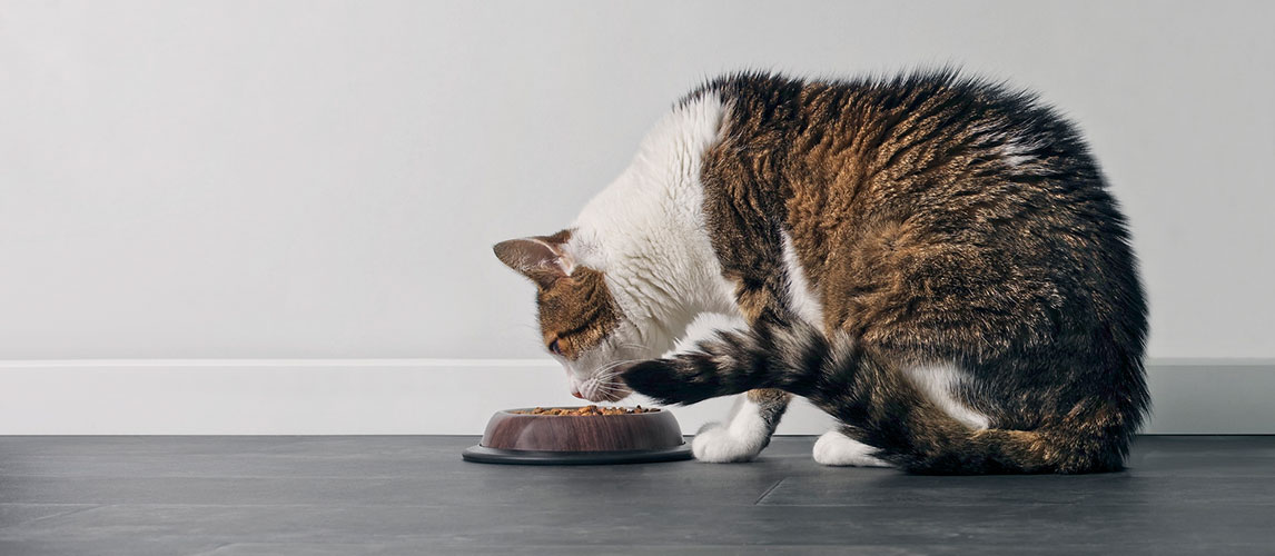 Natural-Balance-Cat-Food-Review