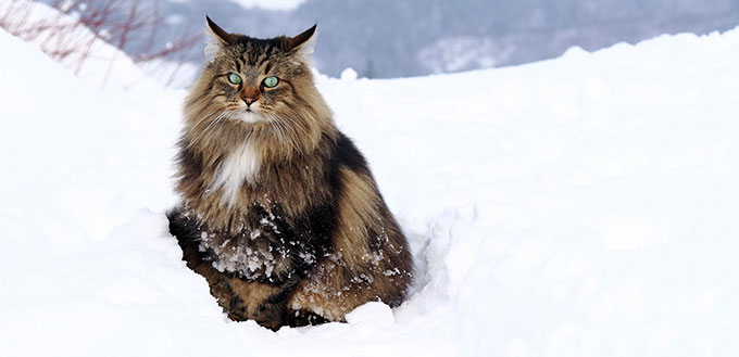 Norwegian Forest Cat