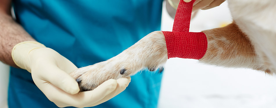 Paw of dog in red elastic bandage