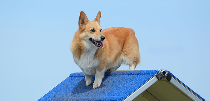 Pembroke Welsh Corgi at a Dog Agility Trial